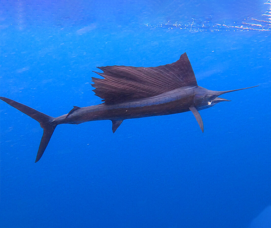 سمكة الشراع