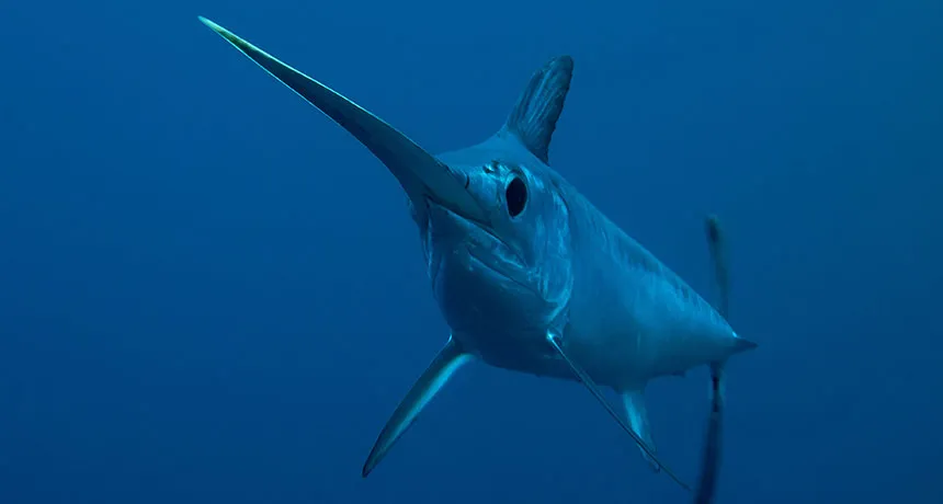 سمكة أبو سيف